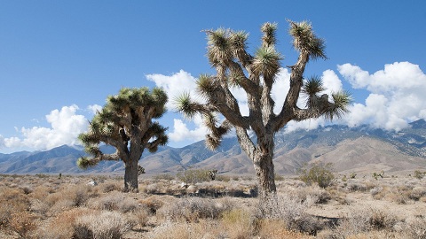 picture of joshua tree